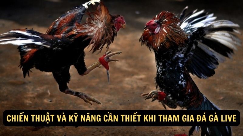 Chiến thuật và kỹ năng cần thiết khi tham gia đá gà live