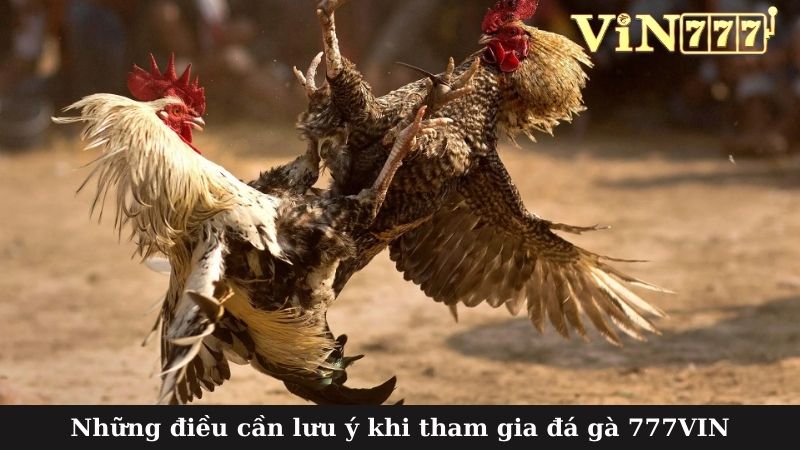 Những điều cần lưu ý khi tham gia đá gà 777VIN