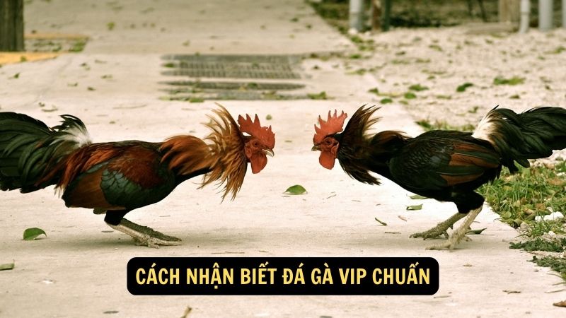 Cách nhận biết đá gà VIP chuẩn