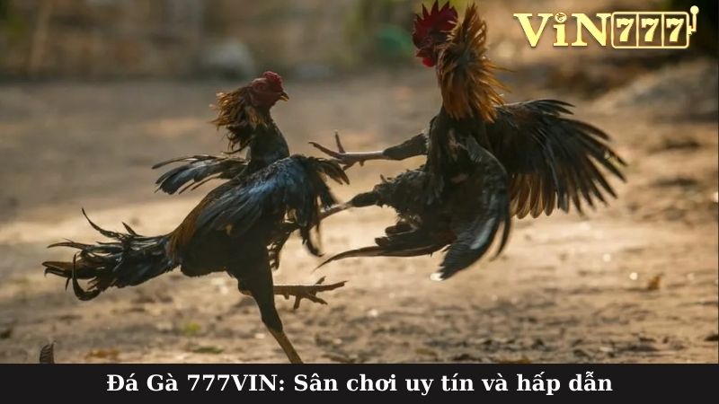 Đá Gà 777VIN: Sân chơi uy tín và hấp dẫn