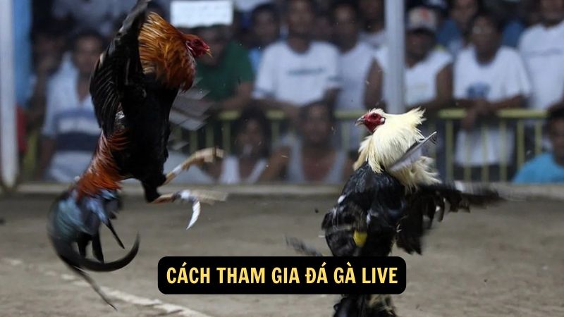 Cách tham gia đá gà live