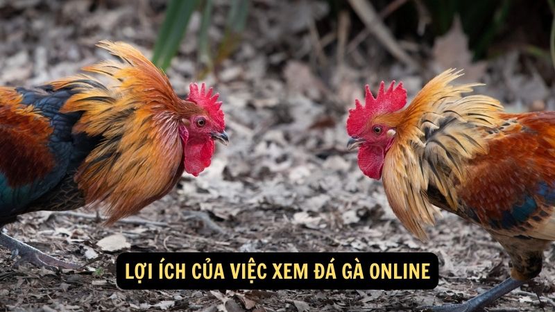 Lợi ích của việc xem đá gà online