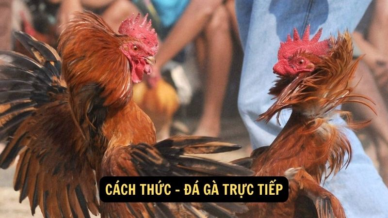 Cách thức - đá gà trực tiếp