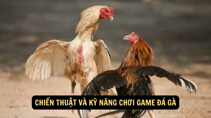 Chiến thuật và kỹ năng chơi game đá gà