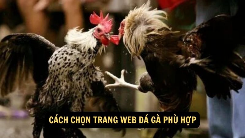 Cách chọn trang web đá gà phù hợp