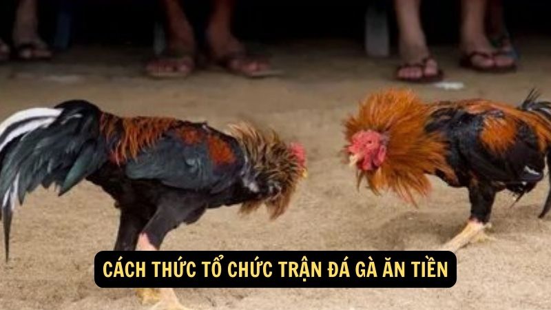 Cách thức tổ chức trận đá gà ăn tiền