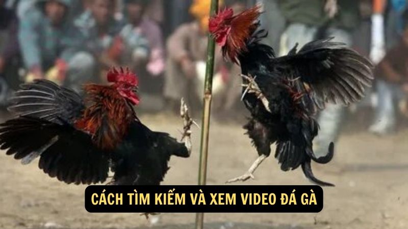 Cách tìm kiếm và xem video đá gà