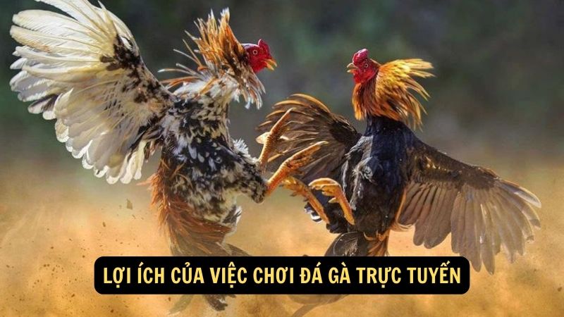 Lợi ích của việc chơi đá gà trực tuyến