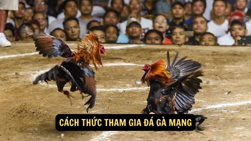 Cách thức tham gia đá gà mạng